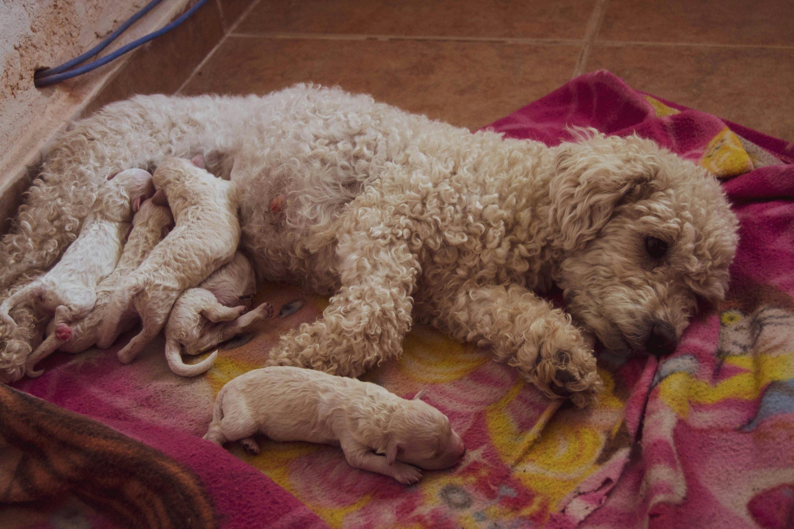 A cute poodle dog with her newborn puppies relaxing on a colorful blanket indoors.